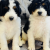 Bernedoodle Puppies for Sale in Temecula, CA Renowned Bernedoodles